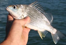 Cairns Estuary Fishing