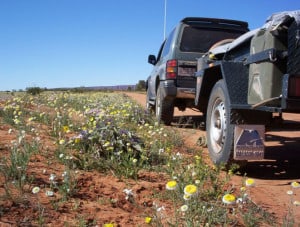 Australian wildflowers