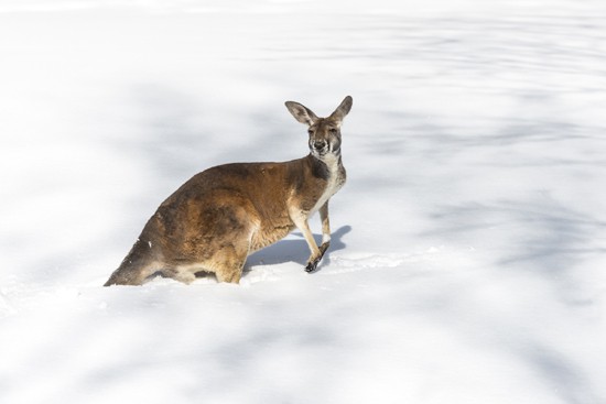 kangaroo in snow