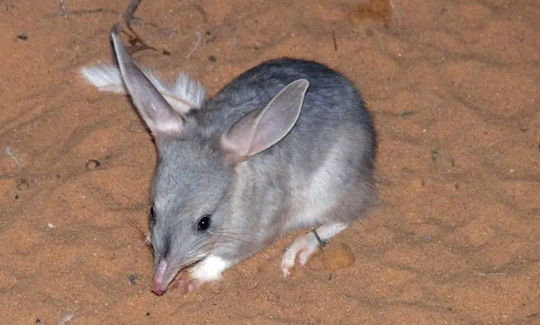 greater bilby