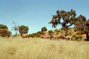 Camels on Warbo Road