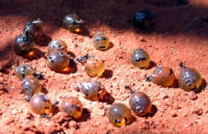 honey ants