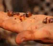 honey ants