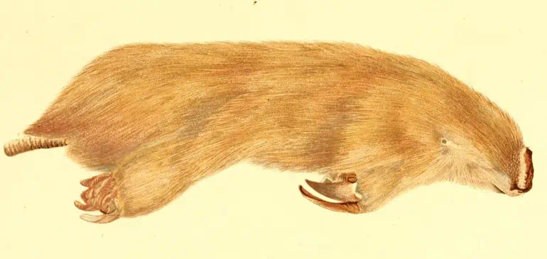 marsupial mole
