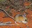 spinifex hopping mouse