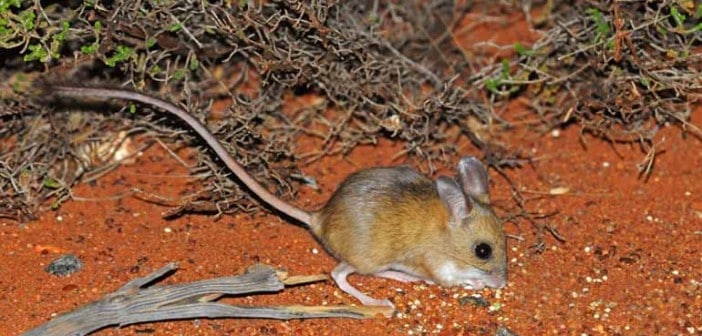 spinifex hopping mouse
