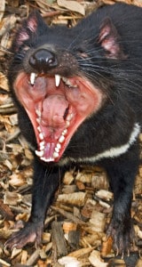 tasmanian devil