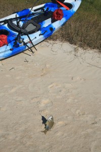 Donnelly river bream